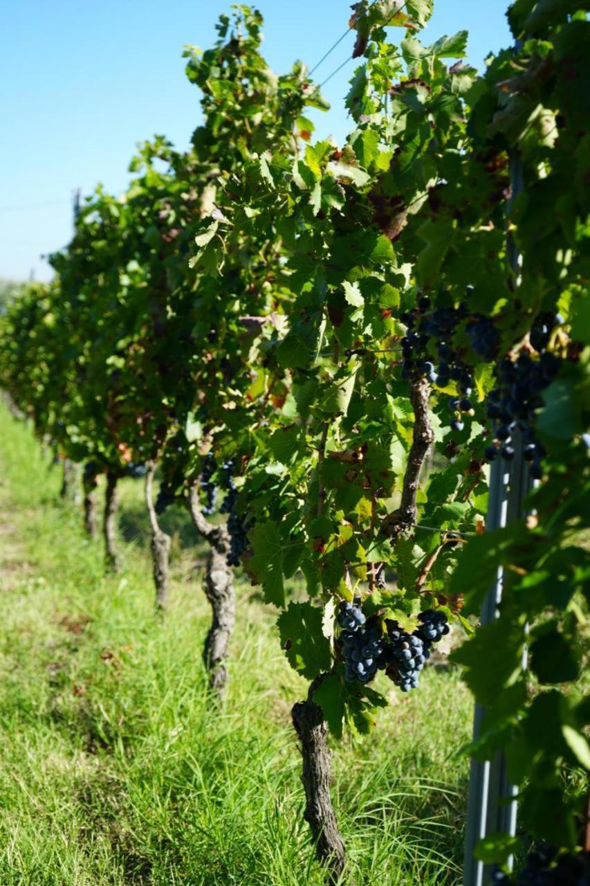 Masseria Spinale Wine *